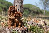 KING CHARLES SPANIEL 115